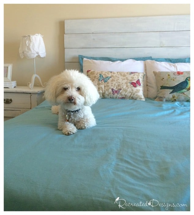 Mugsy the dog sitting on a Master Bedroom bed with a DIY headboard