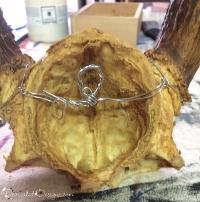 attaching a wire to antlers so that they can be hung on a wall