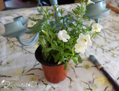 white flowers in a plastic pot