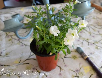 white flowers in a plastic pot