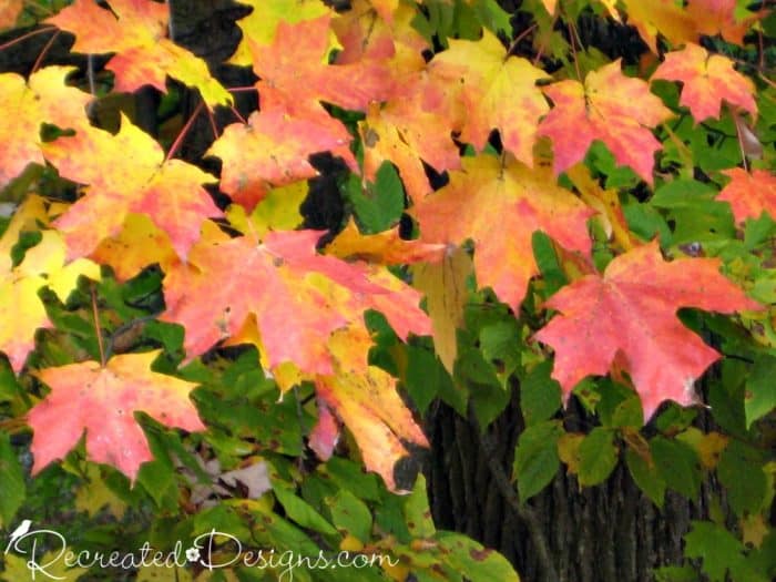red and yellow maple leaves in Onatario, Canada