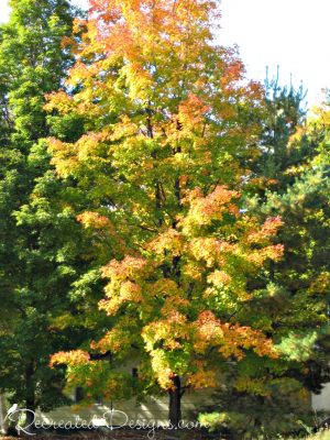 yellow tree in the early fall in Ontario, Canada