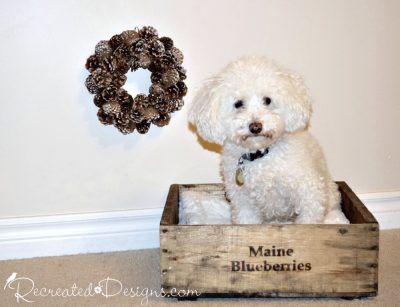 dog sitting in a Maine Blueberry box