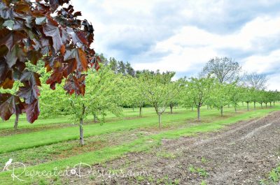 fruit trees in the Niagara Escarpment region of Ontario