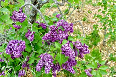 deep purple lilac blooms May in Niagara Falls