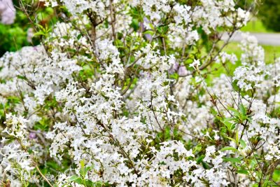 white lilac blooms