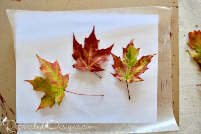 preserving Maple leaves with wax paper