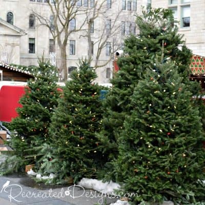 Christmas trees lined up at the German Christmas Market in Quebec City