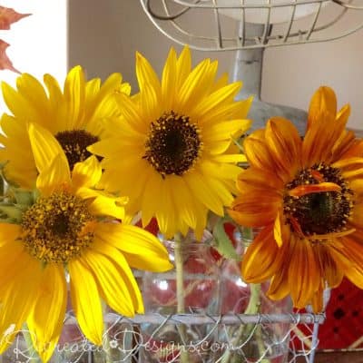 beautiful Fall flowers