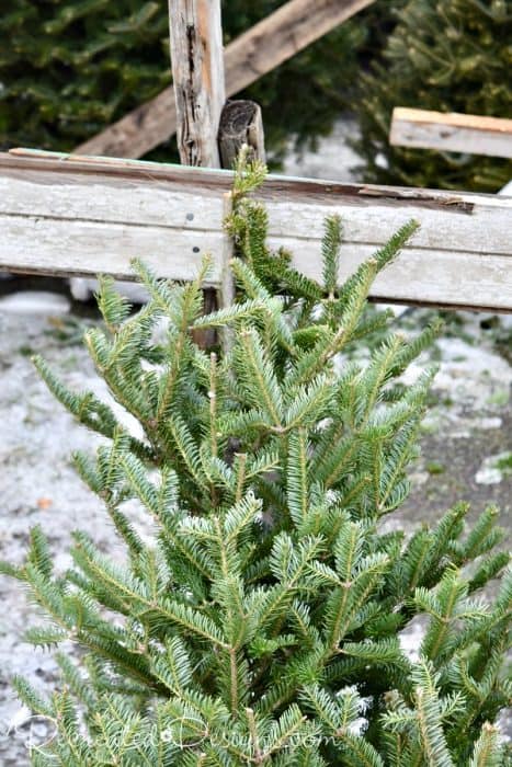 small Christmas tree for sale Ottawa, Canada