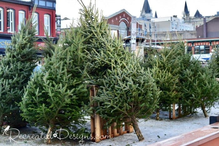 Fresh cut Christmas Trees for sale Ottawa, Byward Market, Canada