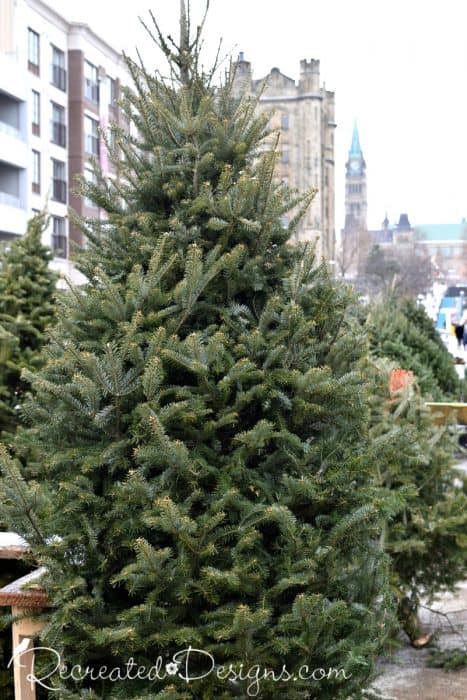 Christmas trees for sale in Ottawa, Canada