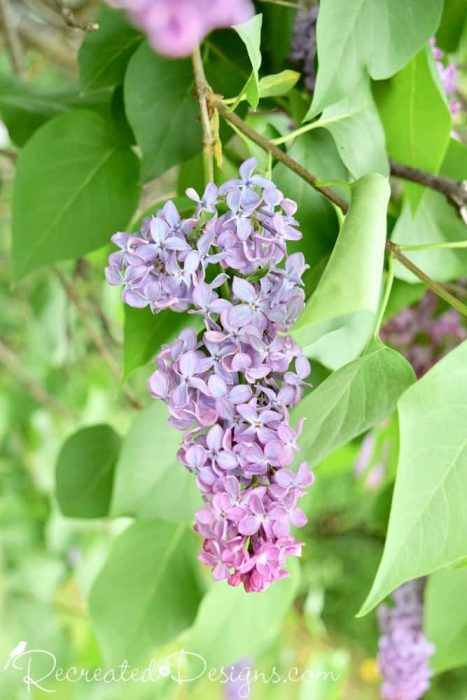 multicoloured lilac blooms in Ottawa, Canada