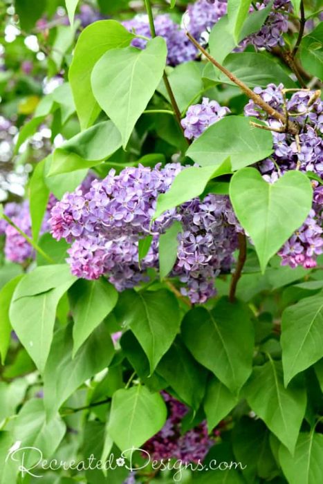 lilacs and amazing green leaves