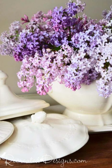 lilac blooms and Ironstone