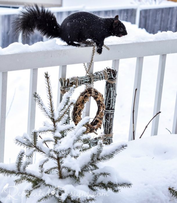 a squirrel trying to get to the bird feeder