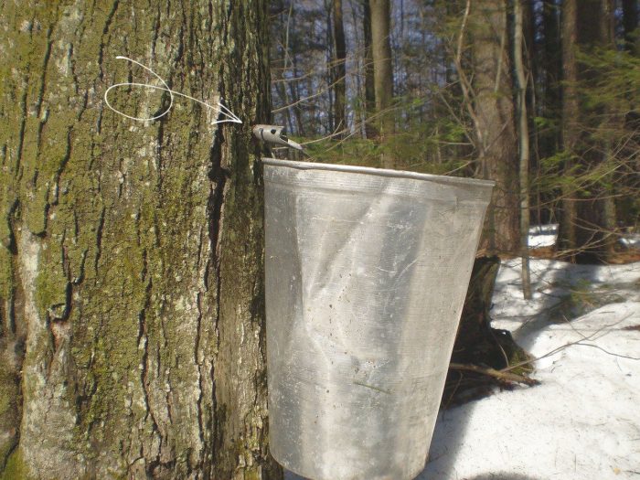 maple syrup bucket and spile