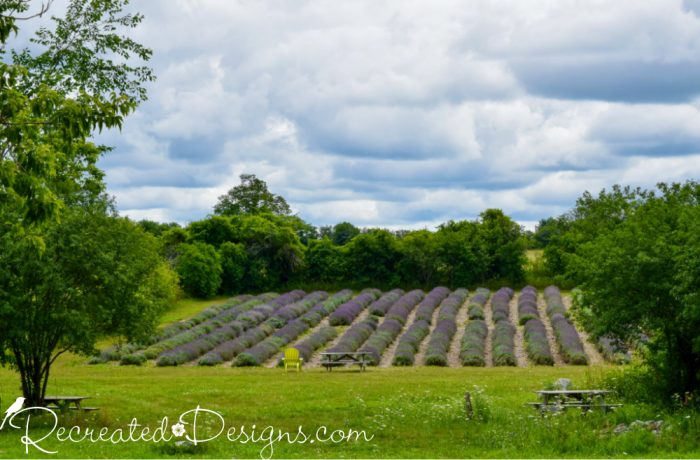 a Lavender field at Prince Edward County Lavender