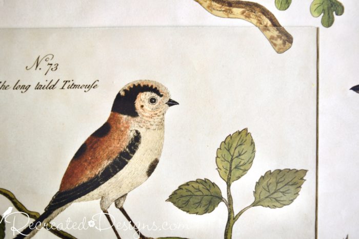 cavallini oiseaux paper