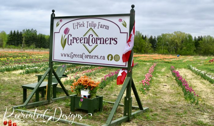 Green Corners tulips farm