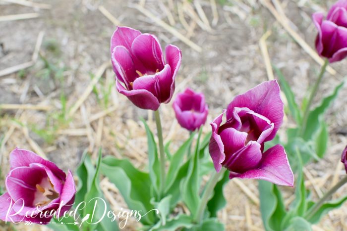 purple tulips blooming