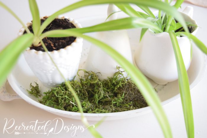 adding moss to a tray of small plants