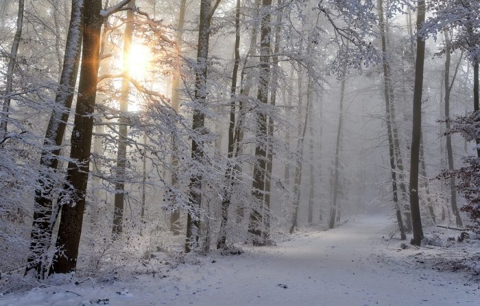 snowy forest with the sun peaking through